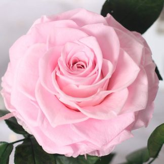 Růžová živá stabilizovaná růže ve skle - "Medium"