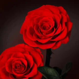 Červené stabilizované růže ve skle – "Trojitá Krása"