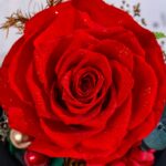 Stabilizovaná růže ve skle – luxusní dárek na Valentýna UARTIK.CZ